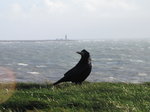 SX01314 Rook with Hook Head Lighthouse in background.jpg